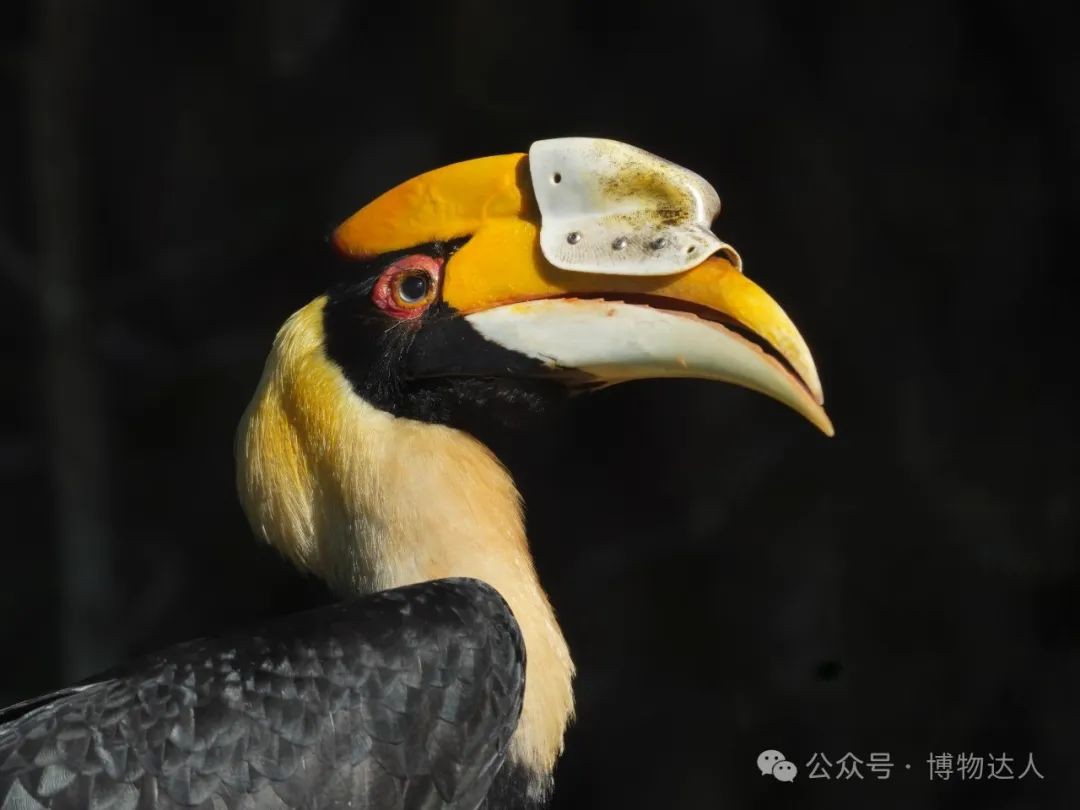 这才是新加坡顶配玩法!零距离邂逅鼯猴、湾鳄、食猴鹰,5天如何看遍2000+物种?