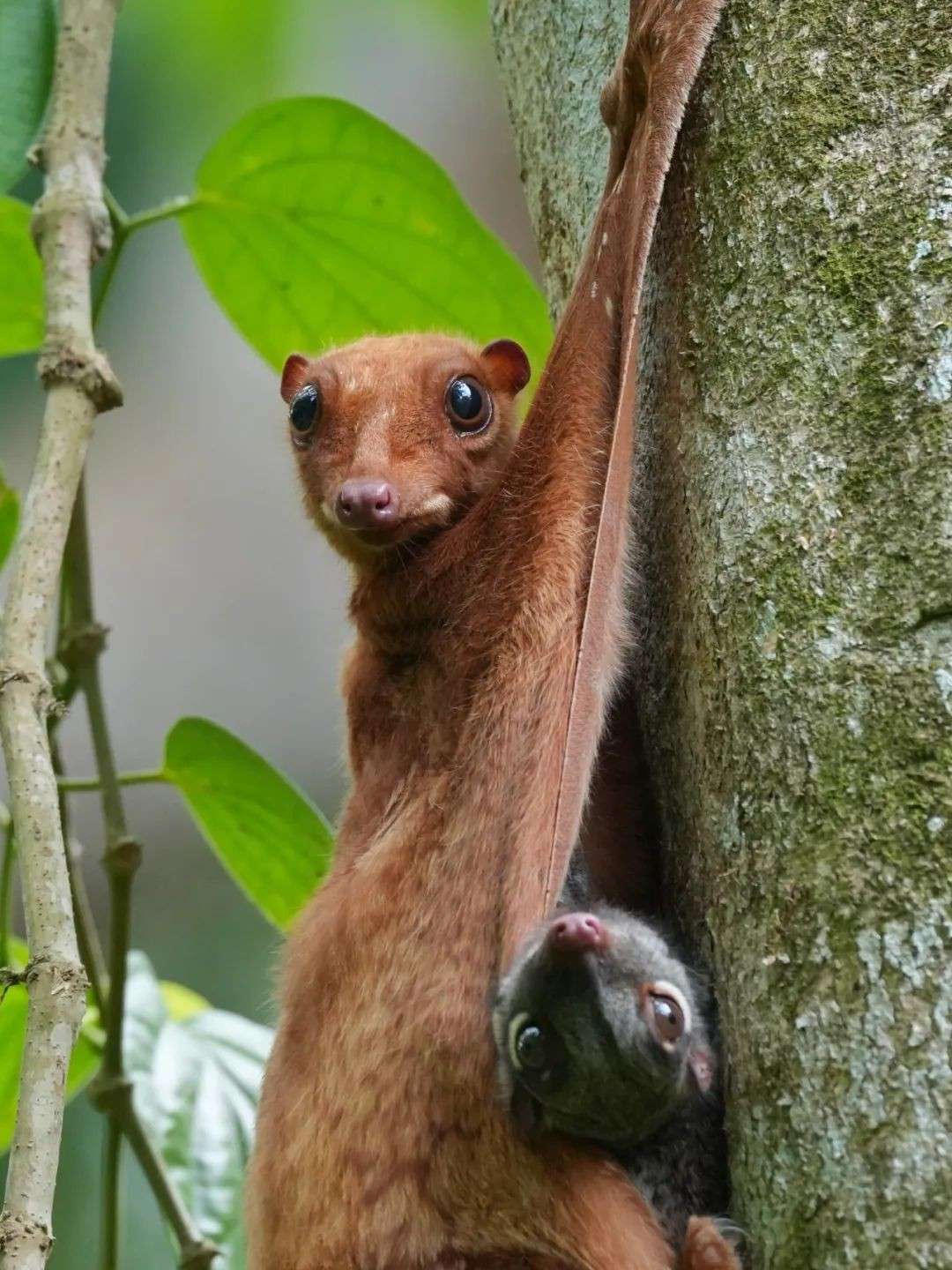 新加坡生态游：5天邂逅鼯猴、湾鳄，探索2000+珍稀物种