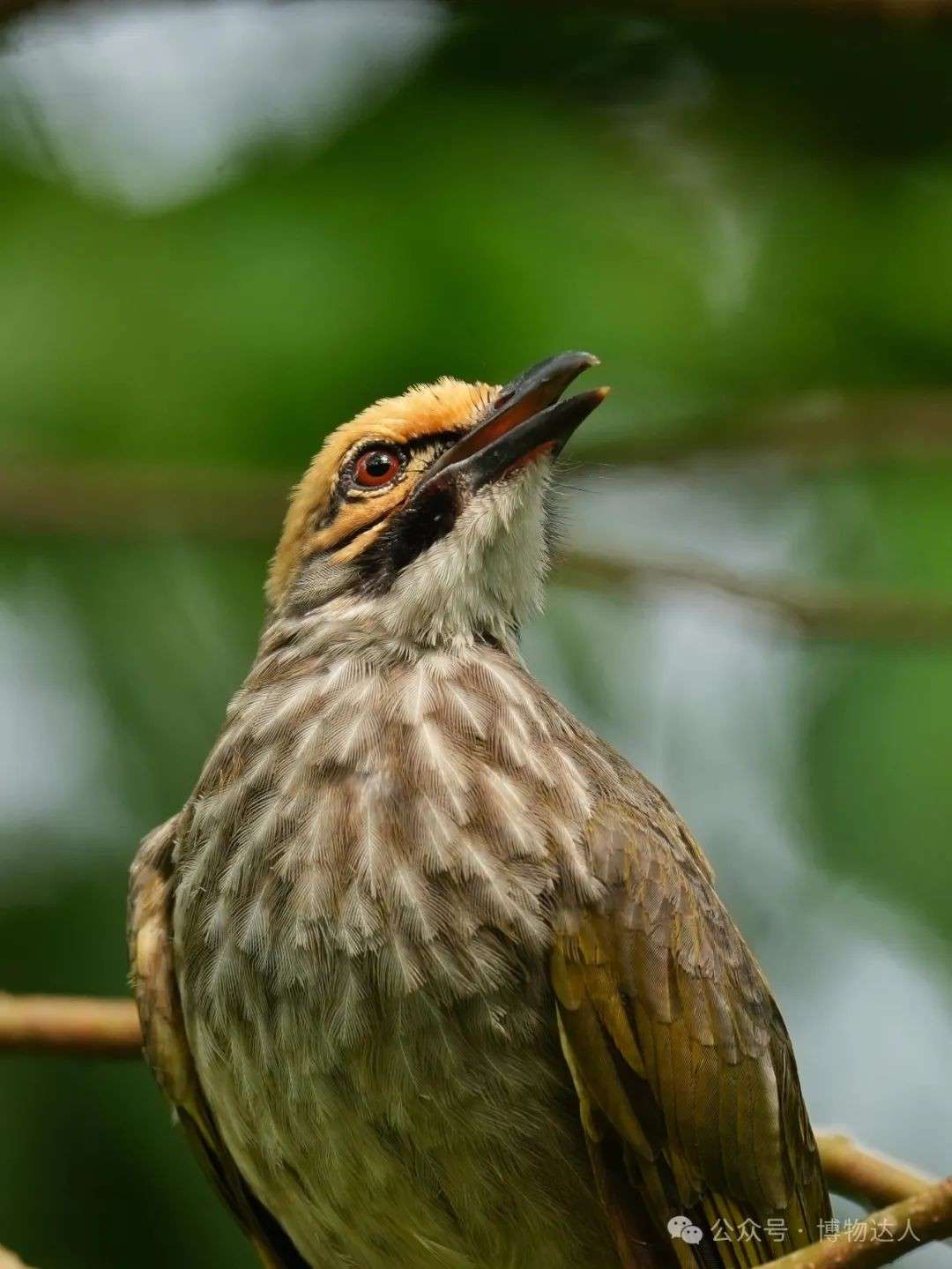 新加坡生态游：5天邂逅鼯猴、湾鳄，探索2000+珍稀物种