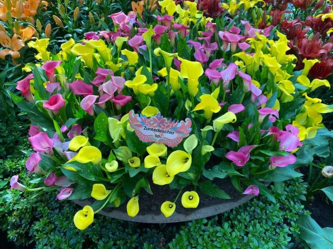 滨海湾花园变身"威尼斯"！百合花展美到窒息，一秒穿越意大利！