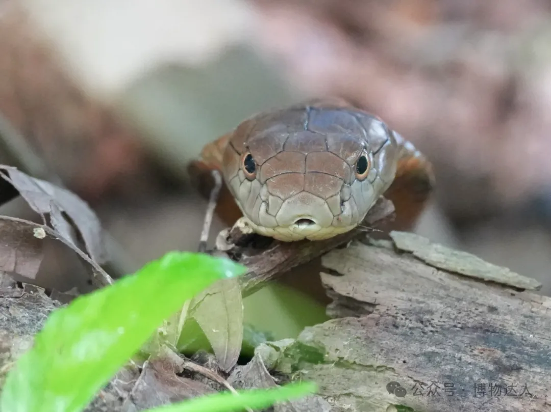 这才是新加坡顶配玩法!零距离邂逅鼯猴、湾鳄、食猴鹰,5天如何看遍2000+物种?