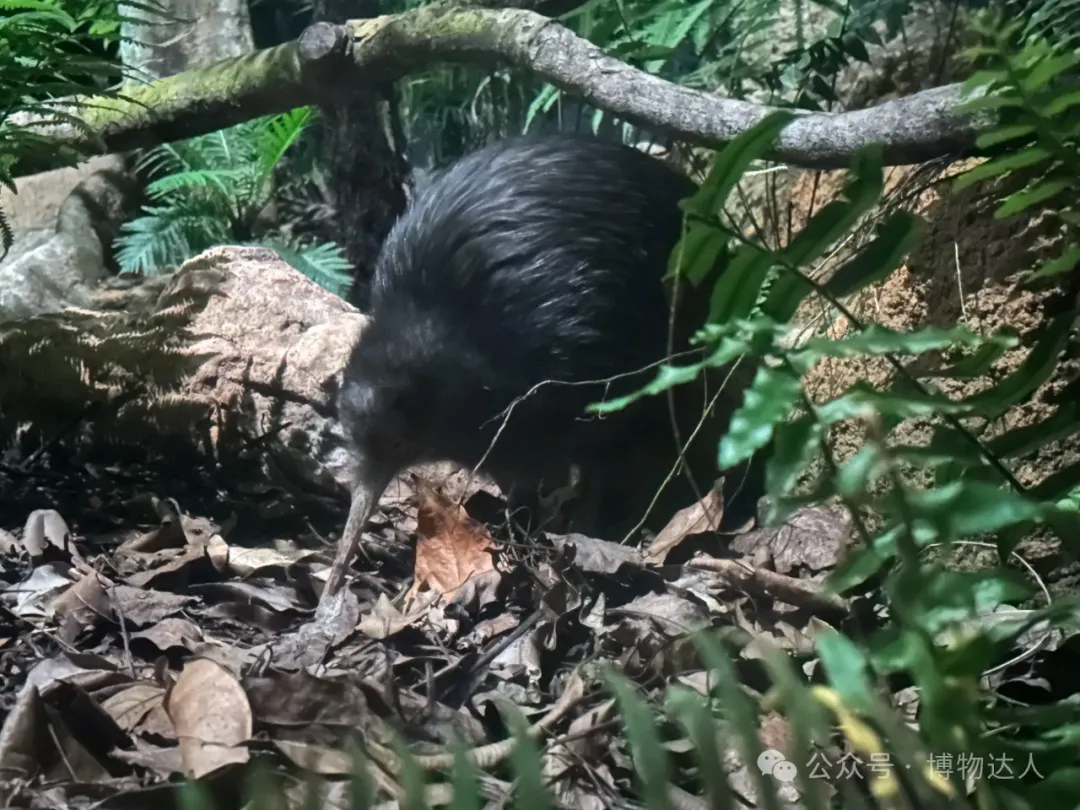 这才是新加坡顶配玩法!零距离邂逅鼯猴、湾鳄、食猴鹰,5天如何看遍2000+物种?