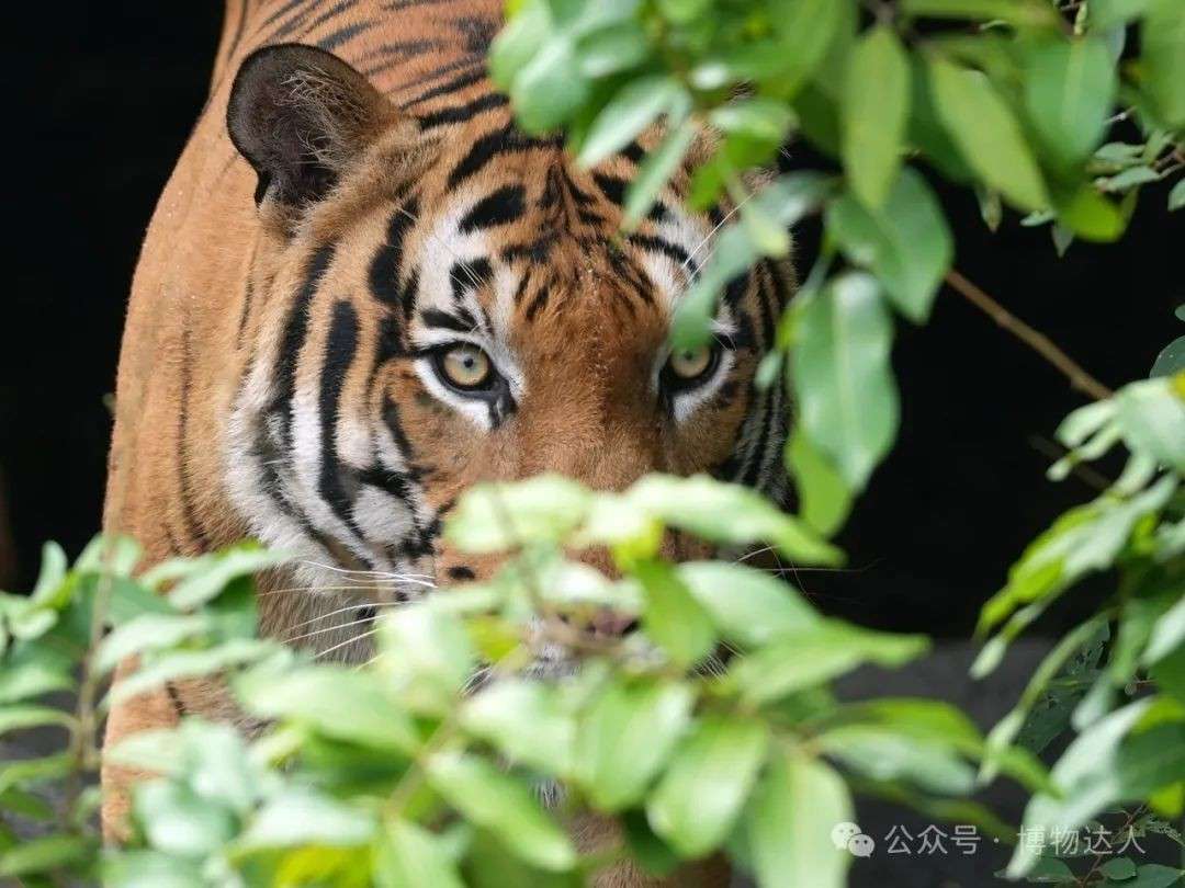 这才是新加坡顶配玩法!零距离邂逅鼯猴、湾鳄、食猴鹰,5天如何看遍2000+物种?