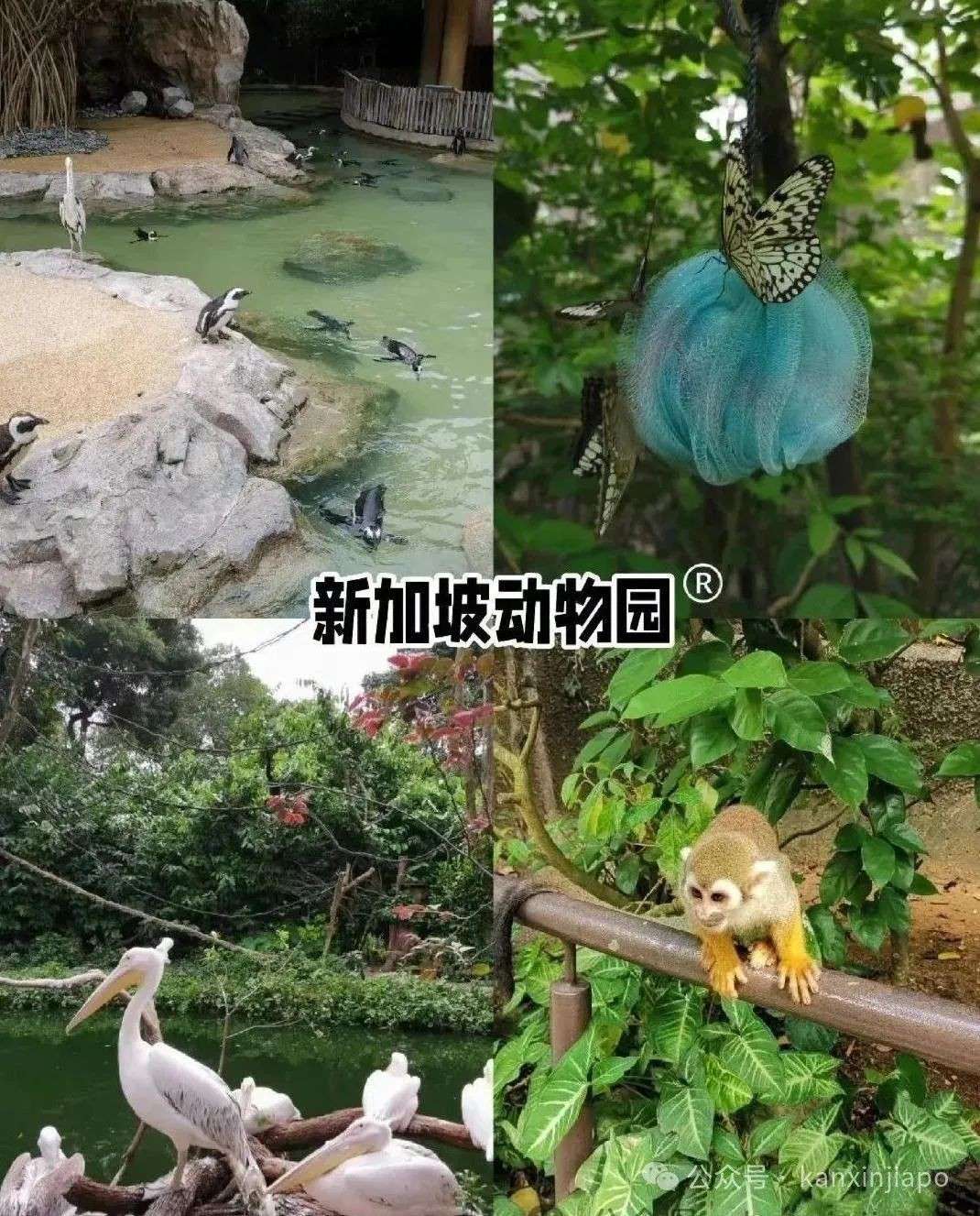 去年入境新加坡的中国访客翻倍！这些景点最受欢迎