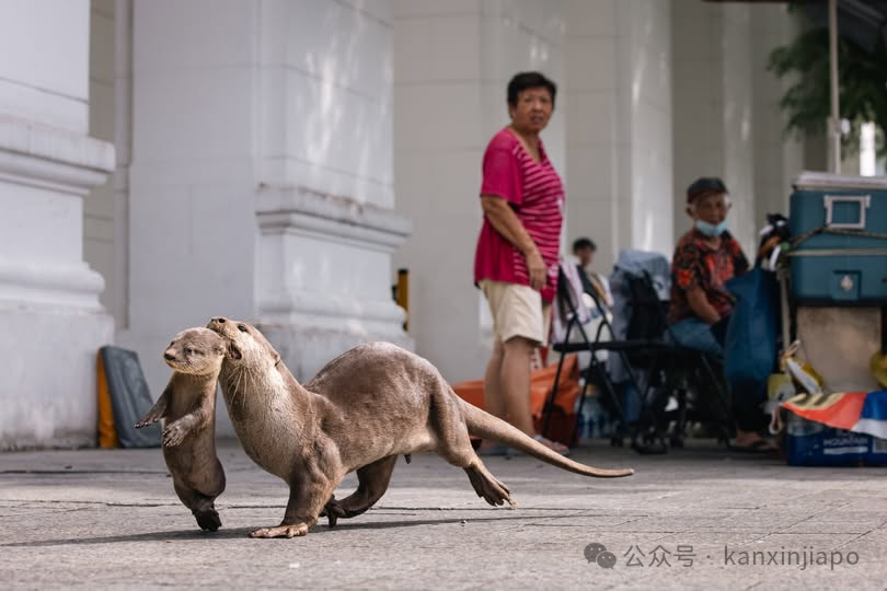 新加坡街头惊现水獭攻击路人,萌物变 “凶兽”?