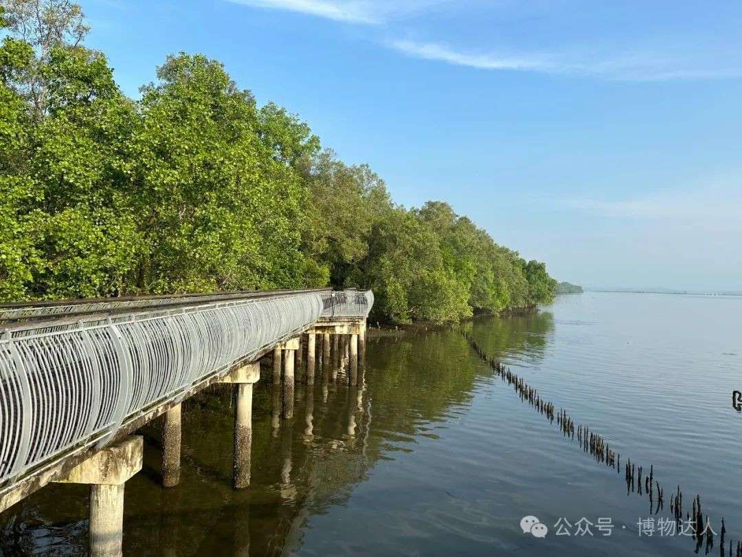 这才是新加坡顶配玩法!零距离邂逅鼯猴、湾鳄、食猴鹰,5天如何看遍2000+物种?