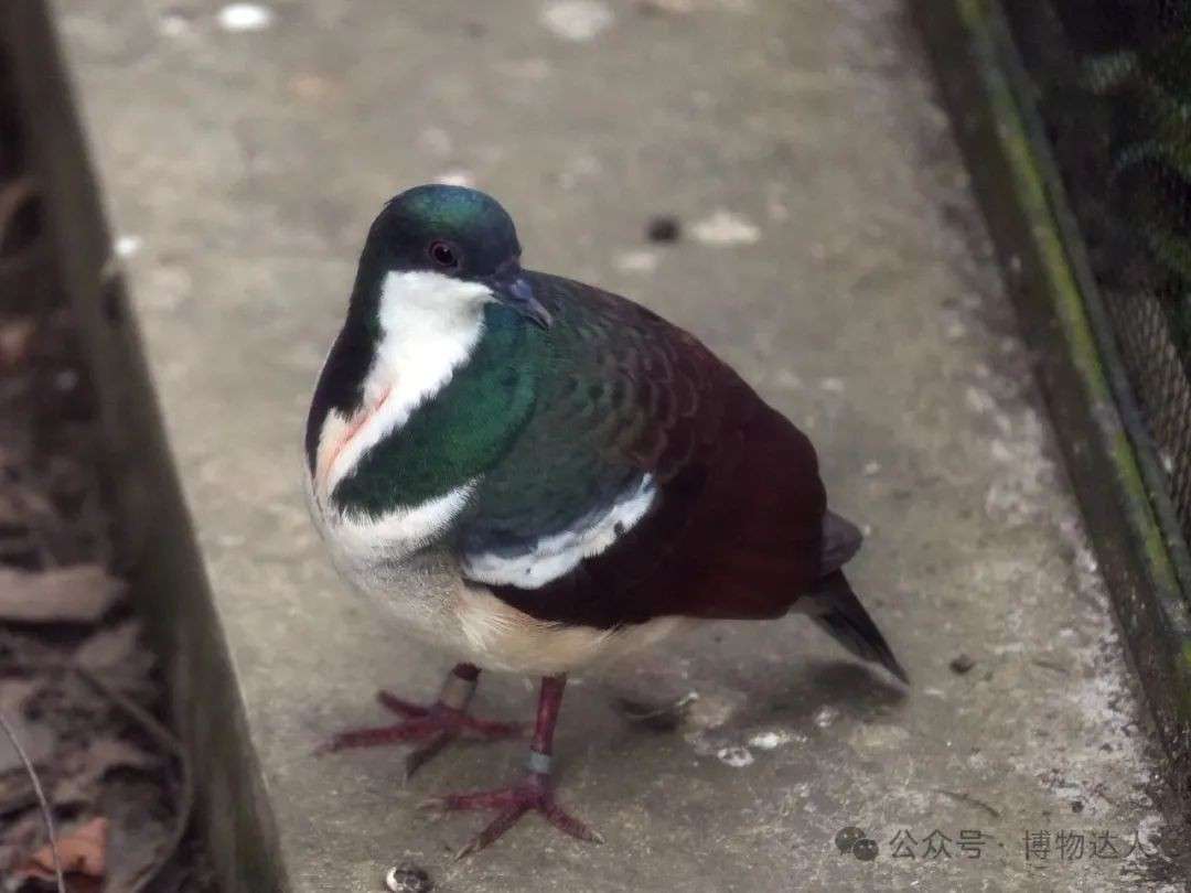 这才是新加坡顶配玩法!零距离邂逅鼯猴、湾鳄、食猴鹰,5天如何看遍2000+物种?