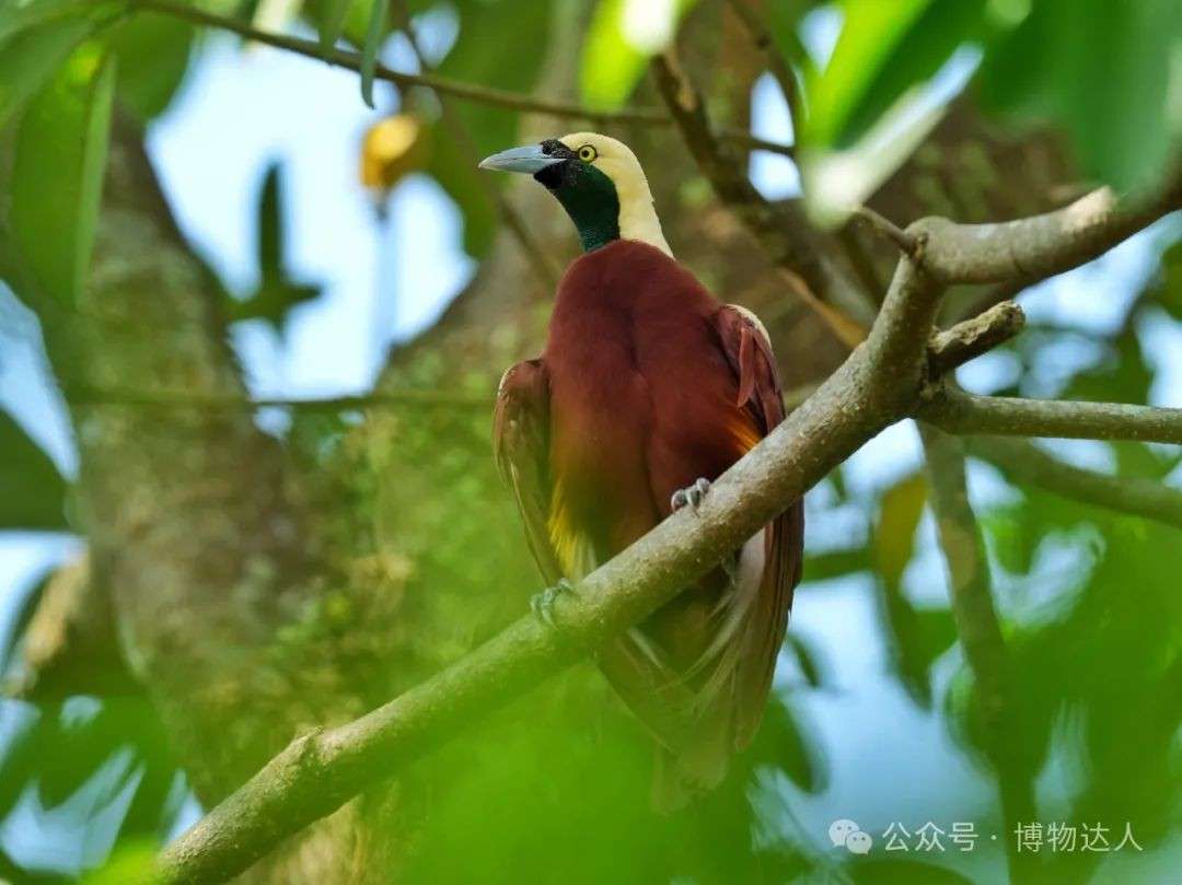 这才是新加坡顶配玩法!零距离邂逅鼯猴、湾鳄、食猴鹰,5天如何看遍2000+物种?