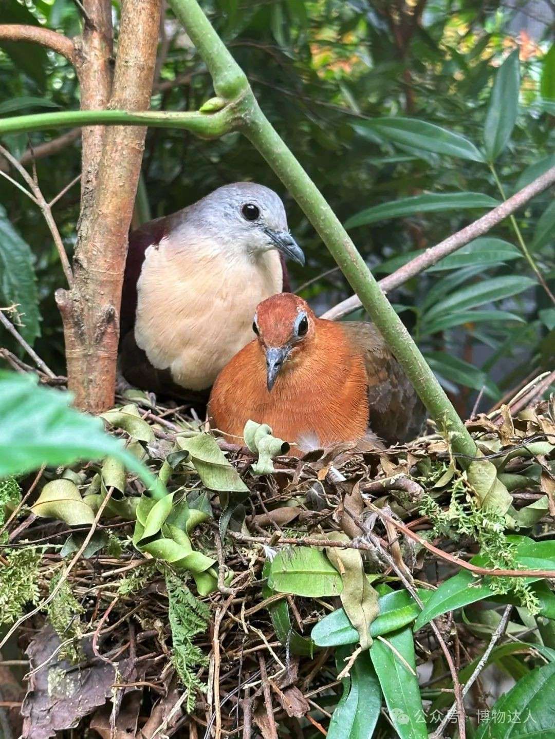 新加坡生态游：5天邂逅鼯猴、湾鳄，探索2000+珍稀物种