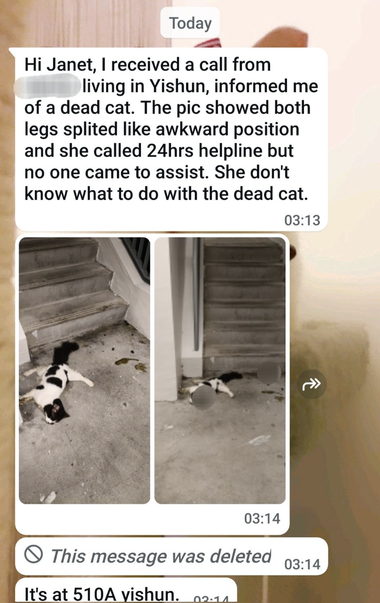 组屋楼下猫咪离奇死亡！悬赏5000新元追缉连环虐猫疑凶