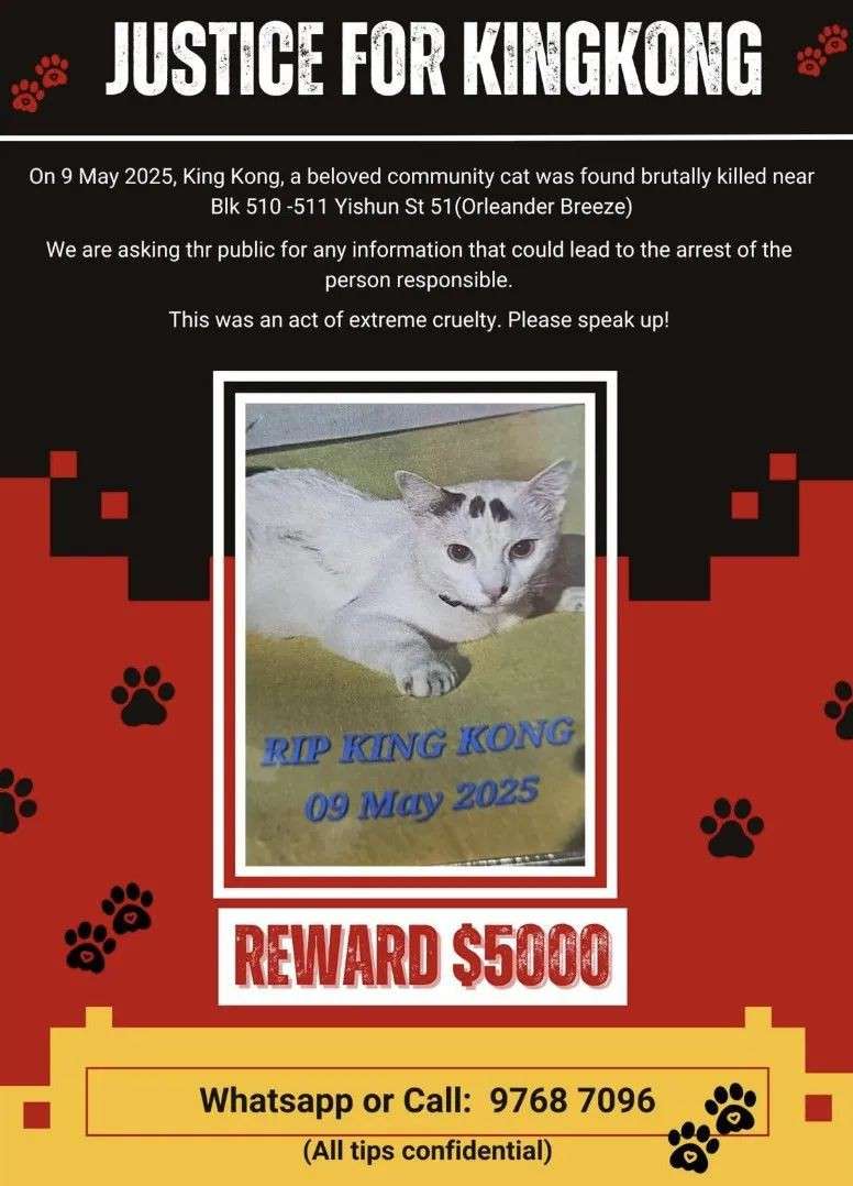 组屋楼下猫咪离奇死亡！悬赏5000新元追缉连环虐猫疑凶