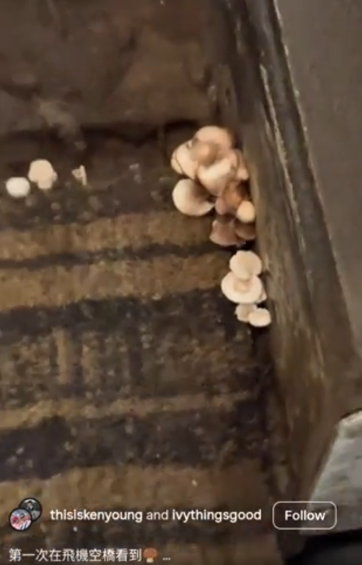 终于知道新加坡有多潮湿了,飞机空桥长蘑菇