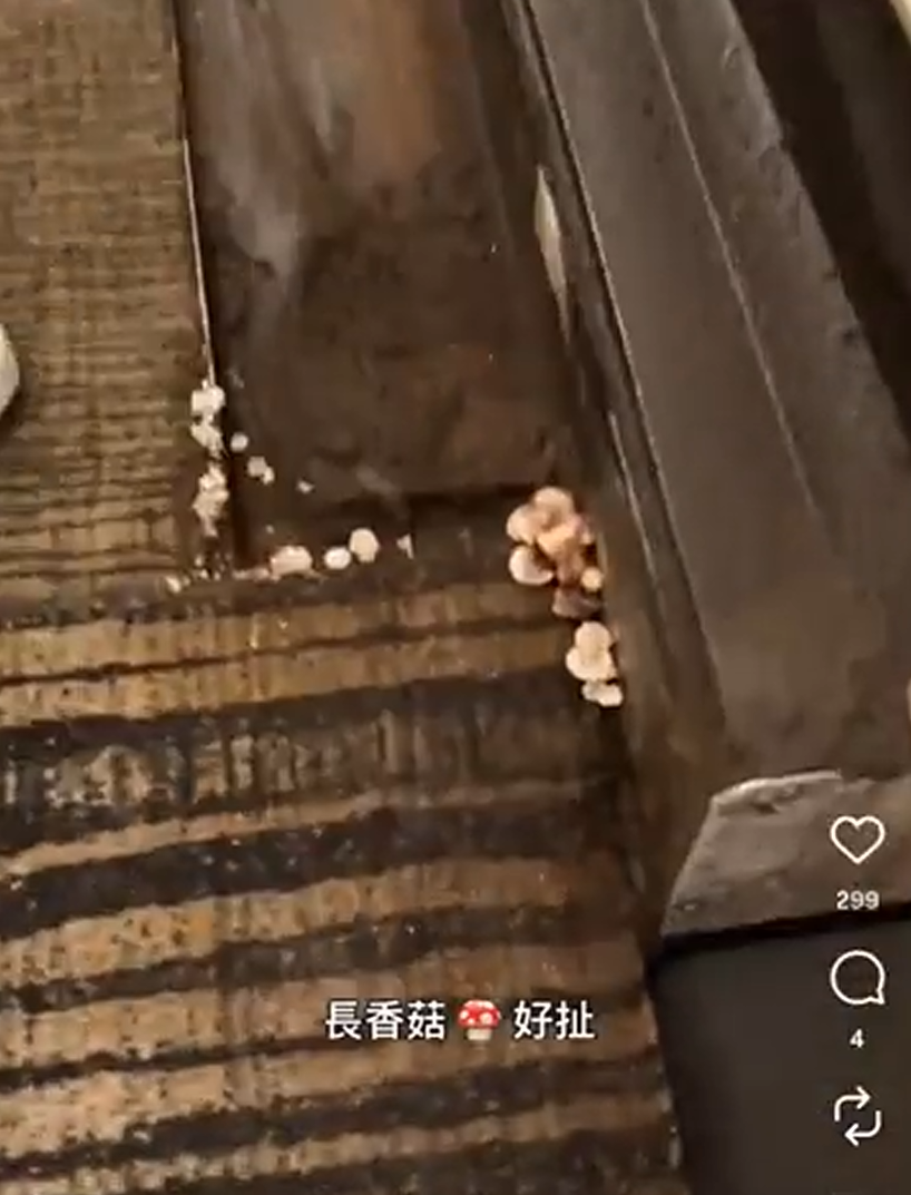 终于知道新加坡有多潮湿了,飞机空桥长蘑菇