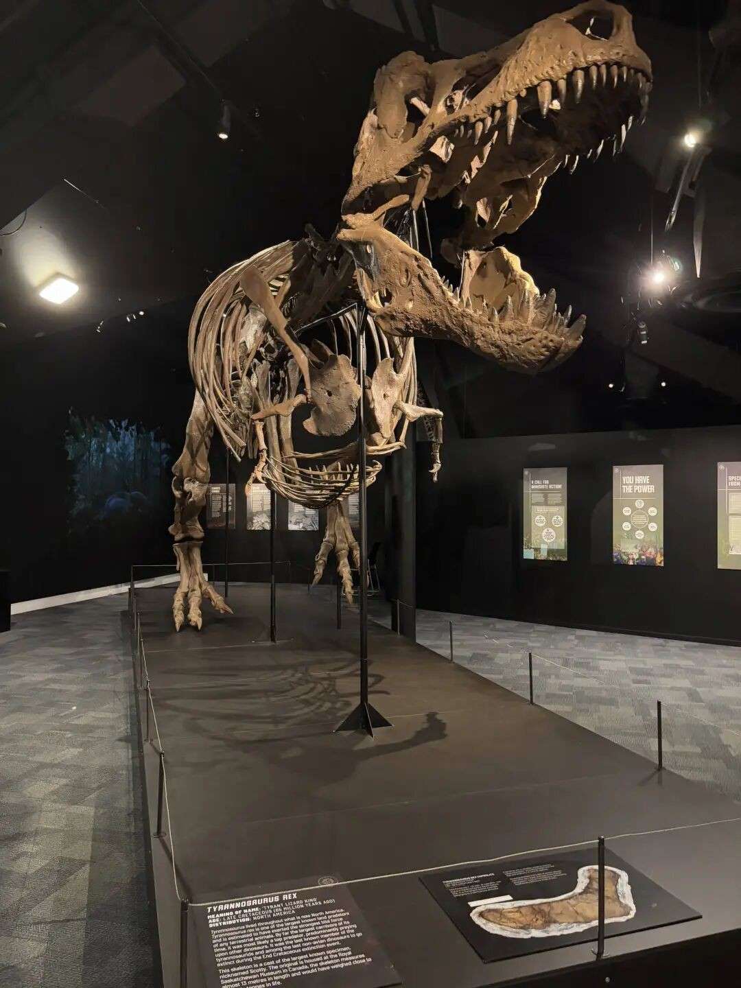40米巨兽空降新加坡!科学馆史上最大恐龙展,穿越3亿年见证地球末日