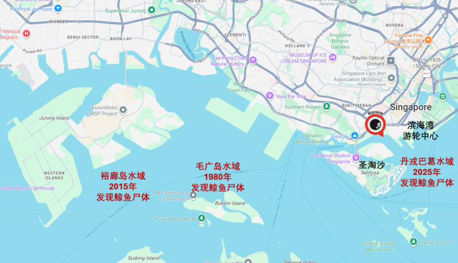 新加坡发现鲸鱼尸骸,是福是祸?风水界吵起来了……