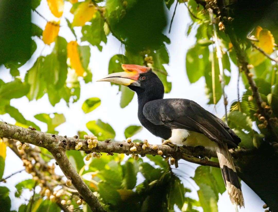 新加坡“200年一遇”的鸟长啥样