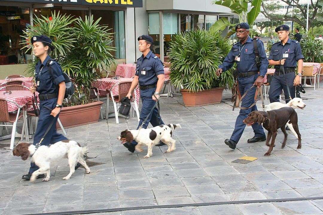 砍人了！新加坡出动反恐部队+警犬追捕持刀男子