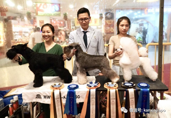 在新加坡养的宠物不幸去世了，我该怎么安葬它？