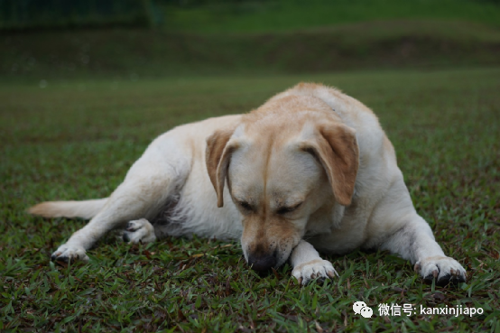 在新加坡养的宠物不幸去世了，我该怎么安葬它？