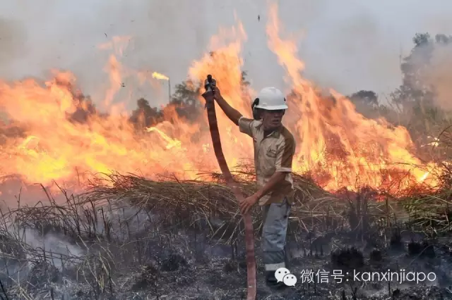 新加坡多地有烧焦味!网友炸锅:烟霾又来了?环境局紧急回应