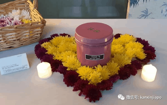 在新加坡养的宠物不幸去世了，我该怎么安葬它？