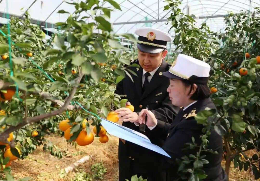 七成出口新加坡!“一售而空”的象山红美人,背后是谁在推动?