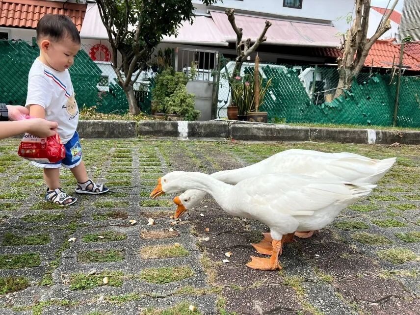 水獭、猴子、鸡、野猪…… 这次连大鹅都跑新加坡大街上了