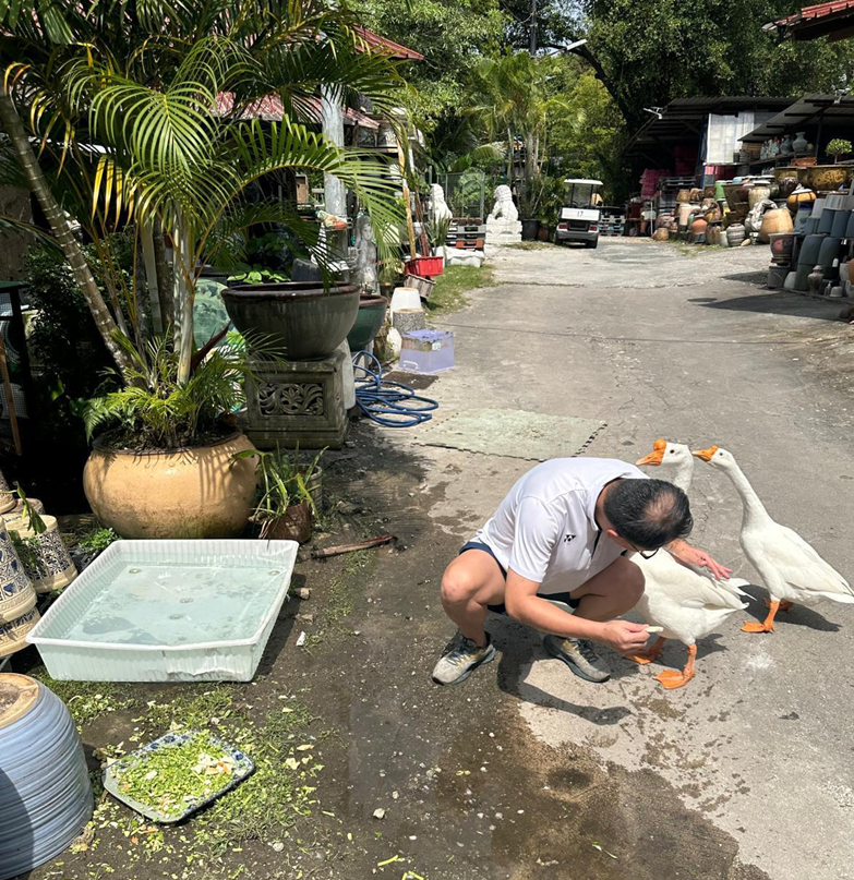 水獭、猴子、鸡、野猪…… 这次连大鹅都跑新加坡大街上了