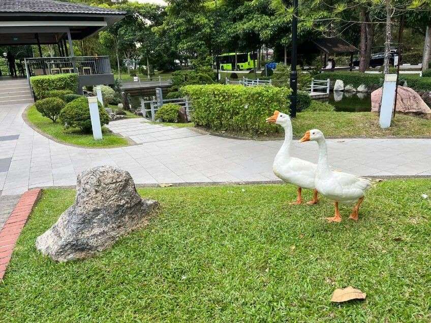 水獭、猴子、鸡、野猪…… 这次连大鹅都跑新加坡大街上了