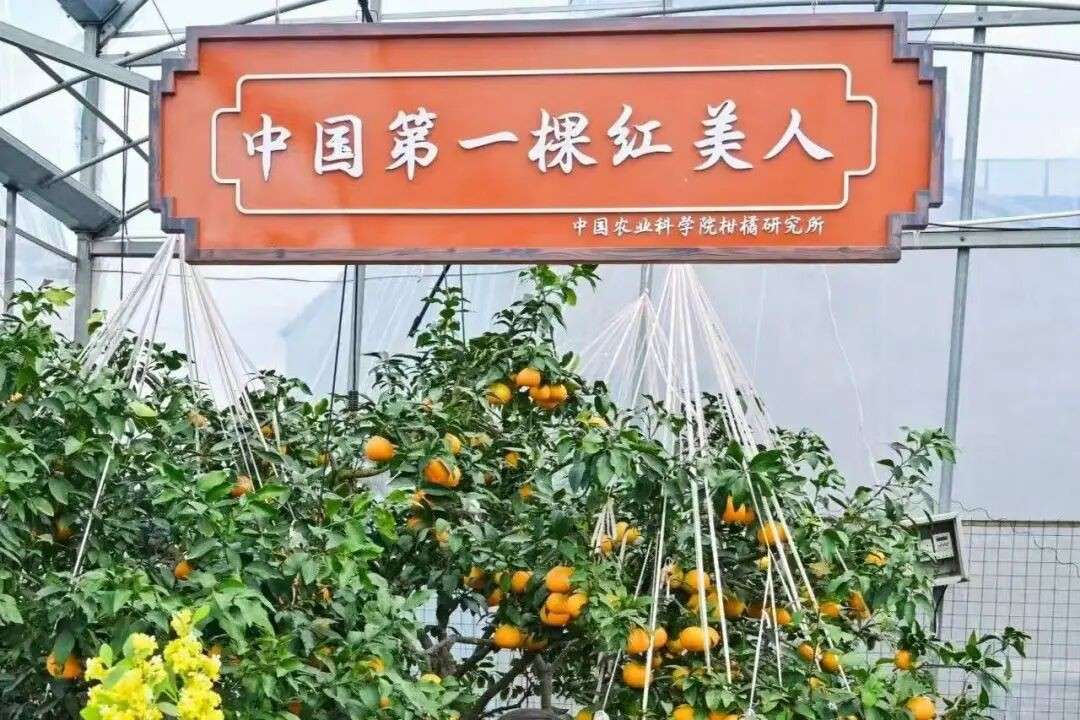七成出口新加坡!“一售而空”的象山红美人,背后是谁在推动?