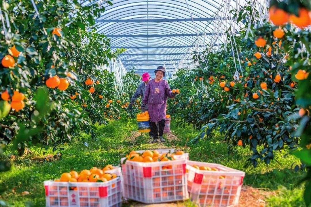 象山红美人首次登陆新加坡，引爆年货市场，一售而空紧急追加