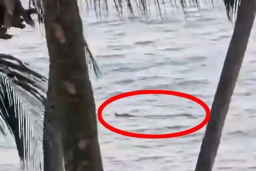圣淘沙海域惊现鳄鱼！多个海滩关闭