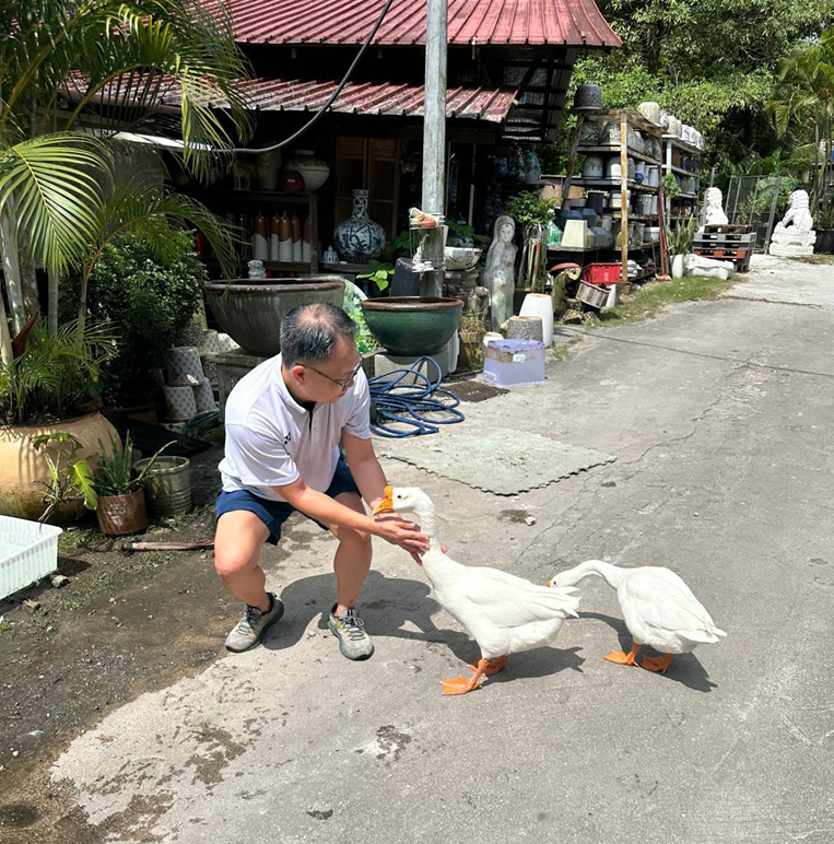 水獭、猴子、鸡、野猪…… 这次连大鹅都跑新加坡大街上了