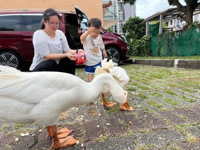 水獭、猴子、鸡、野猪…… 这次连大鹅都跑新加坡大街上了