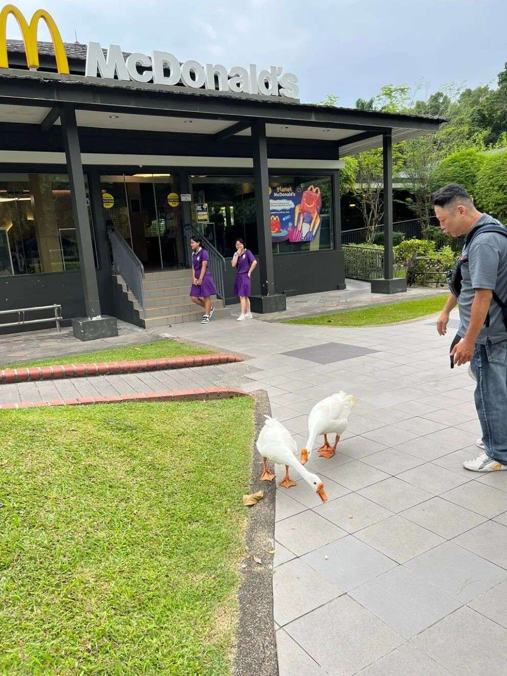 水獭、猴子、鸡、野猪…… 这次连大鹅都跑新加坡大街上了