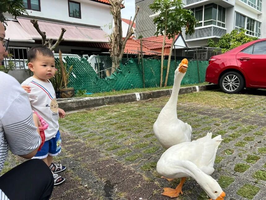 水獭、猴子、鸡、野猪…… 这次连大鹅都跑新加坡大街上了