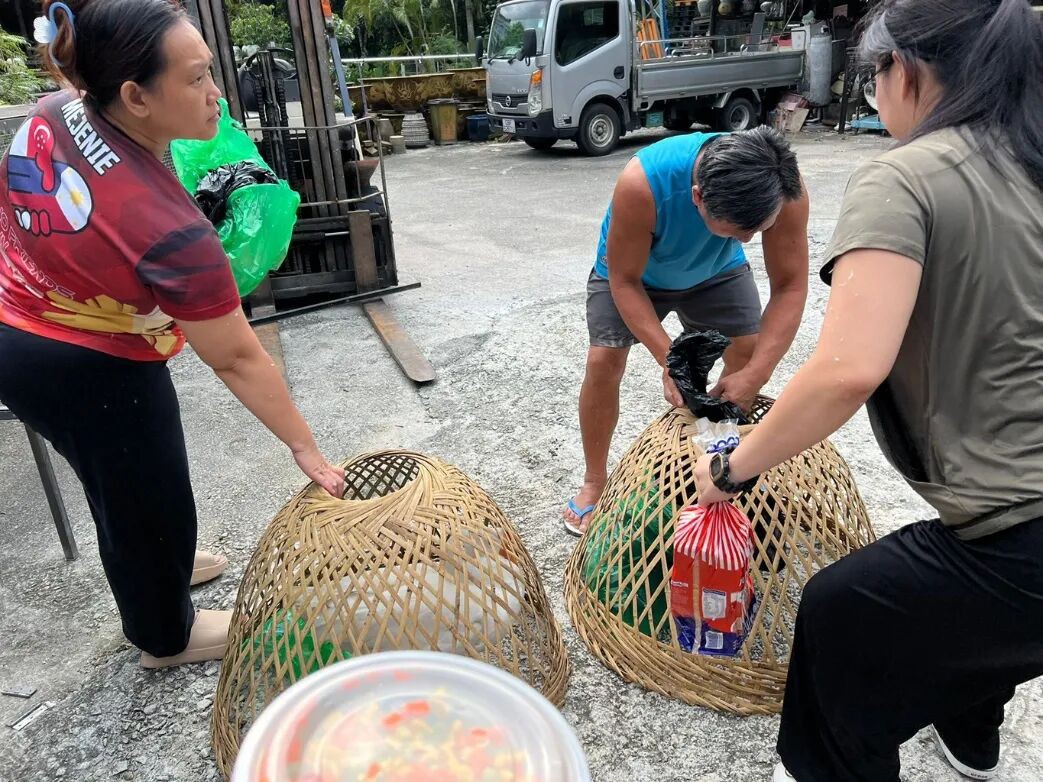 水獭、猴子、鸡、野猪…… 这次连大鹅都跑新加坡大街上了
