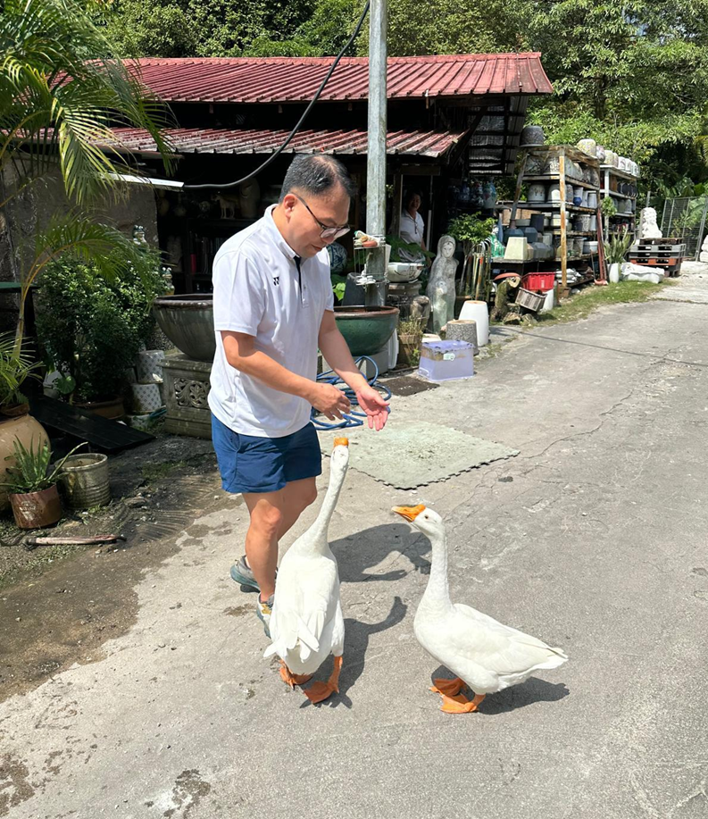 水獭、猴子、鸡、野猪…… 这次连大鹅都跑新加坡大街上了