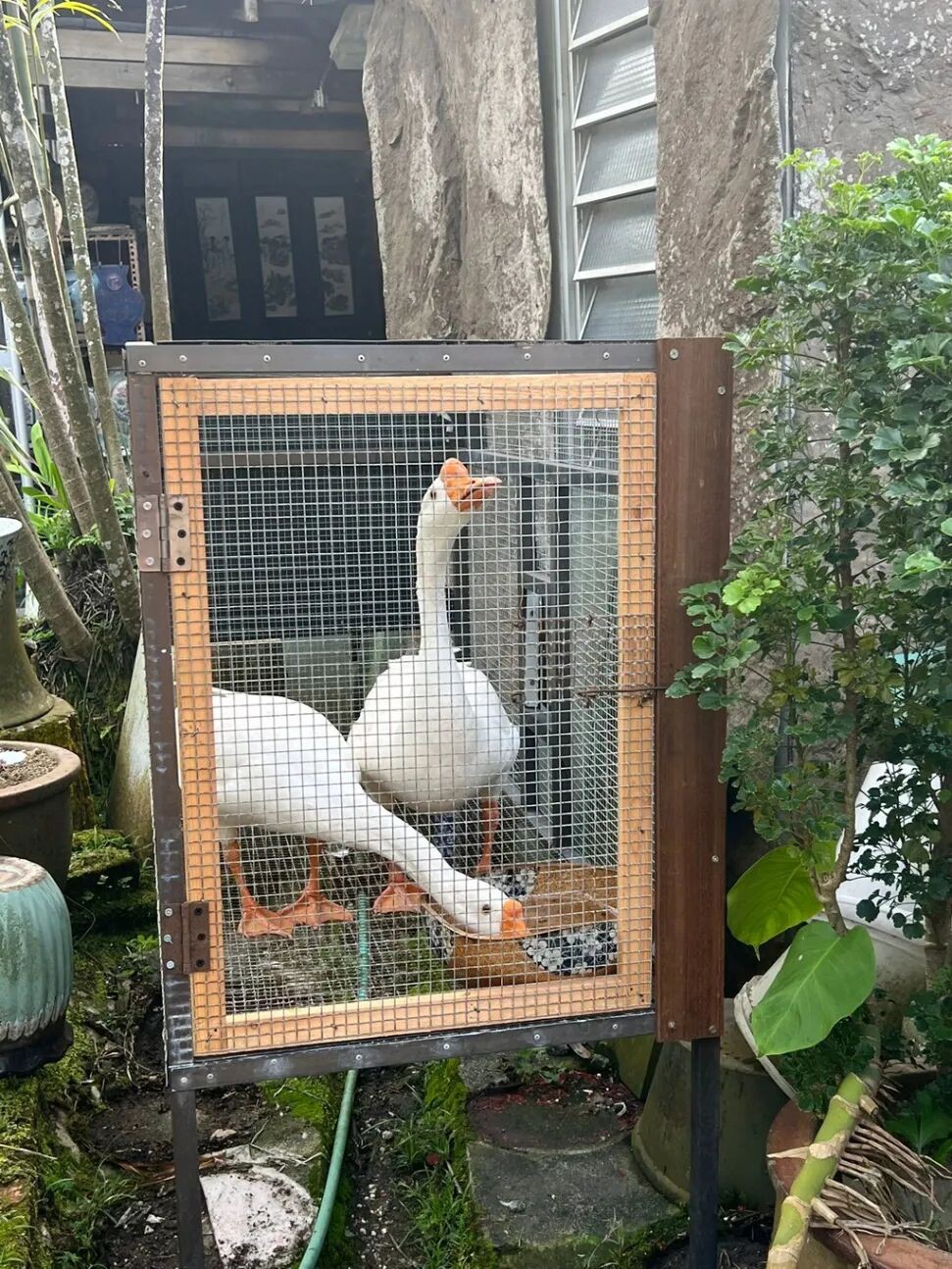 水獭、猴子、鸡、野猪…… 这次连大鹅都跑新加坡大街上了