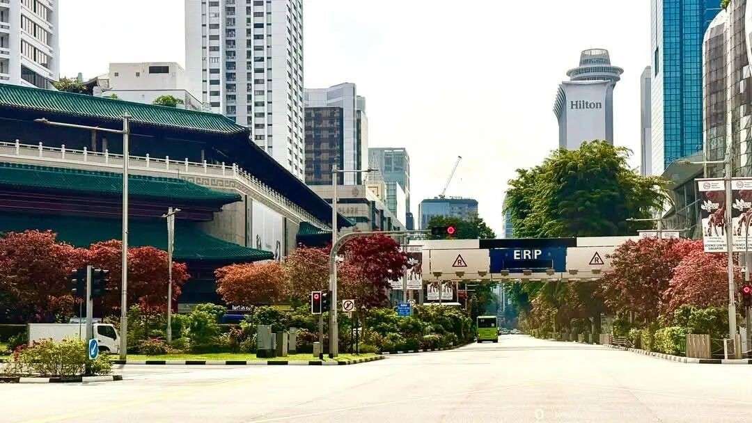 实拍多图!新加坡街头惊现红粉花海,乌节路等地变身梦幻走廊