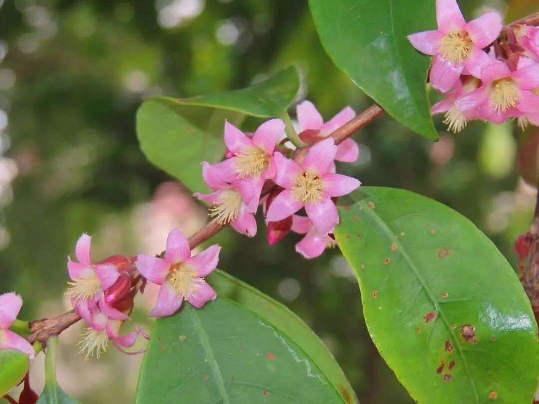 实拍多图!新加坡街头惊现红粉花海,乌节路等地变身梦幻走廊