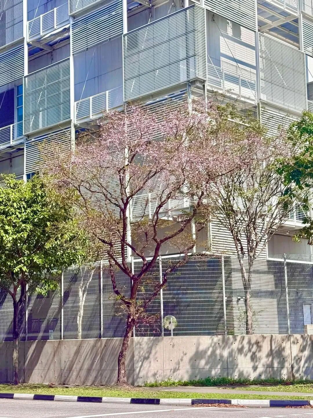 实拍多图!新加坡街头惊现红粉花海,乌节路等地变身梦幻走廊