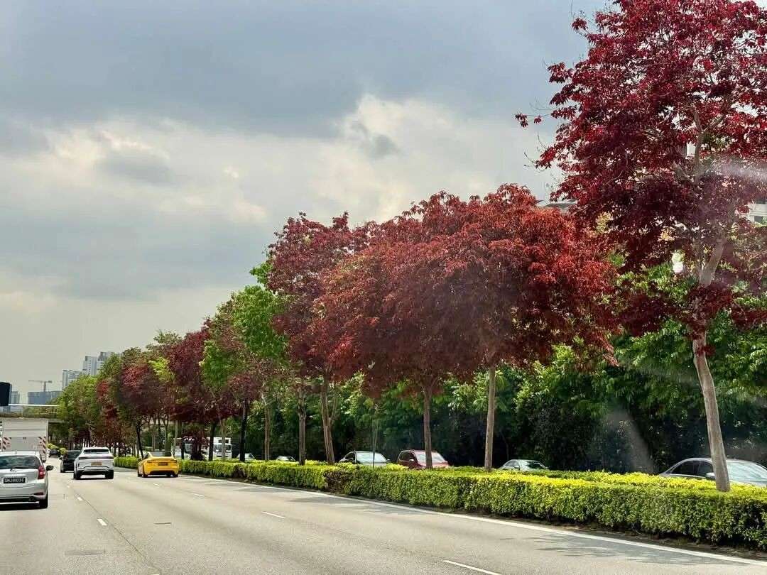 实拍多图!新加坡街头惊现红粉花海,乌节路等地变身梦幻走廊