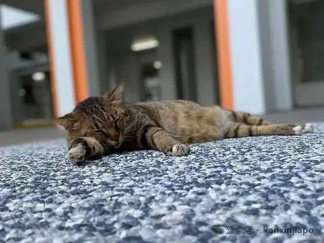 在新加坡想养猫怎么办?从领养到日常照顾,保姆级攻略来了