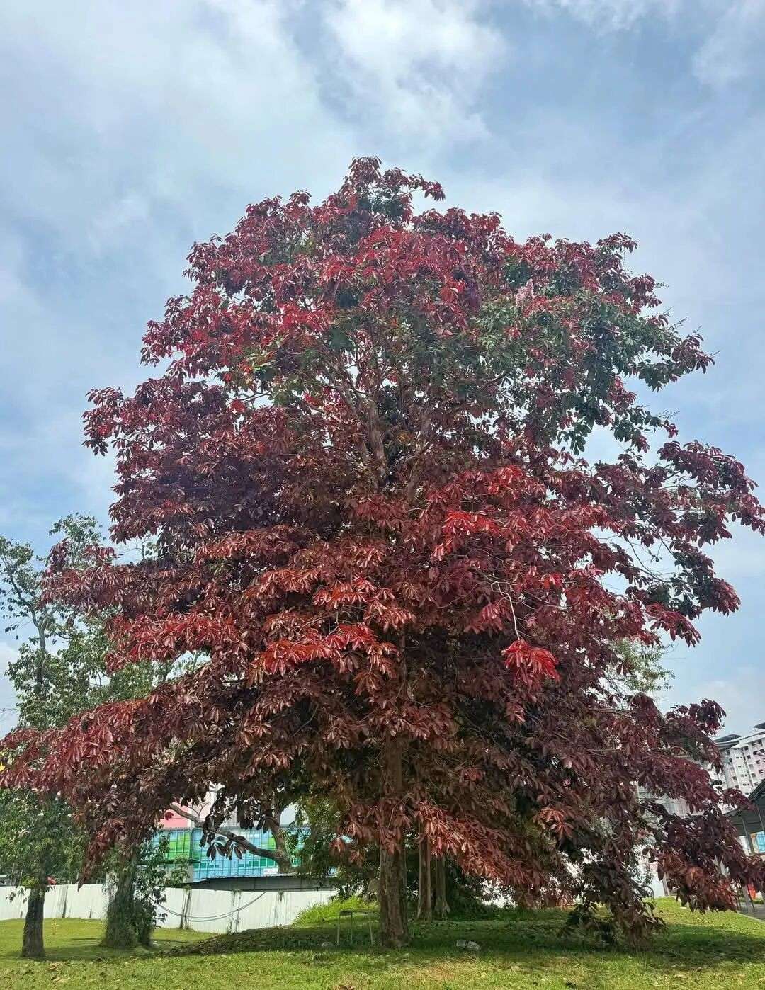 实拍多图!新加坡街头惊现红粉花海,乌节路等地变身梦幻走廊