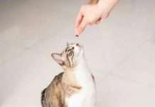 在新加坡想养猫怎么办?从领养到日常照顾,保姆级攻略来了