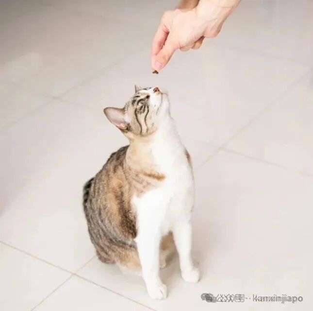 在新加坡想养猫怎么办?从领养到日常照顾,保姆级攻略来了