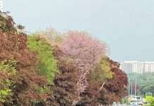 实拍多图!新加坡街头惊现红粉花海,乌节路等地变身梦幻走廊