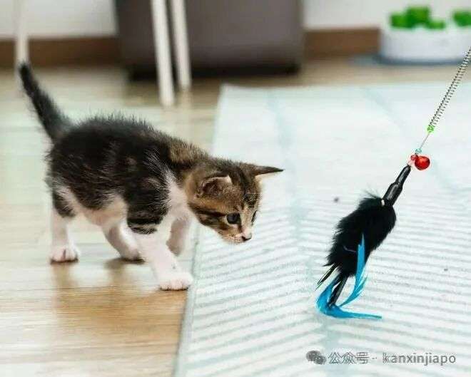 在新加坡想养猫怎么办?从领养到日常照顾,保姆级攻略来了