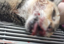 新加坡男子虐猫案宣判:监禁两年七个月,创同类案件最高刑罚